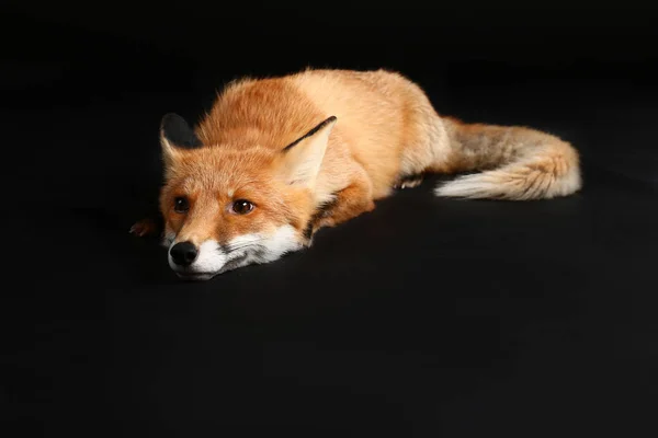 Roztomilý Funny Fox Tmavém Pozadí — Stock fotografie