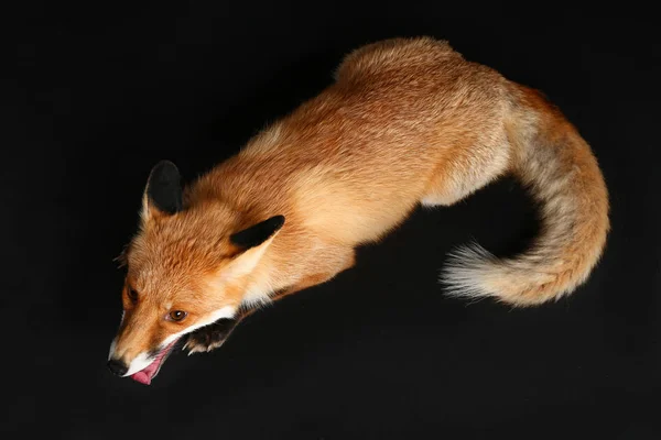 Roztomilý Funny Fox Tmavém Pozadí — Stock fotografie