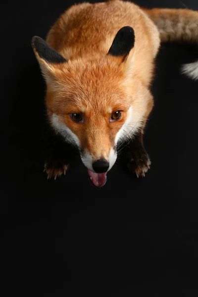 Niedliche Lustige Fuchs Auf Dunklem Hintergrund — Stockfoto