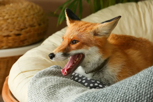 Niedliche Lustige Fuchs Auf Liegestuhl Hause — Stockfoto