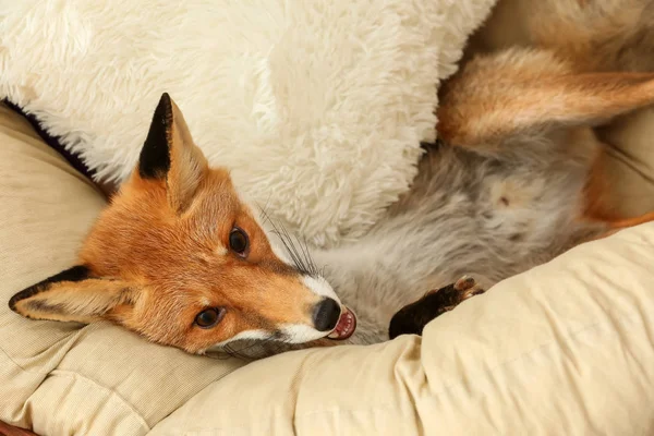 Leuke Grappige Fox Liggend Lounge Stoel Thuis — Stockfoto