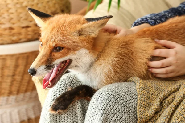 Ładny Zabawny Fox Właścicielem Domu — Zdjęcie stockowe