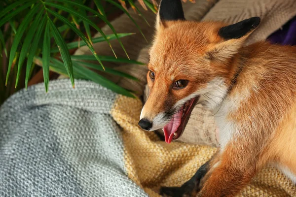 Ładny Zabawny Fox Domu — Zdjęcie stockowe