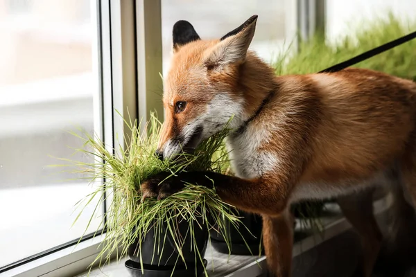 Ładny Zabawny Fox Pobliżu Okna Kiełki Trawy — Zdjęcie stockowe