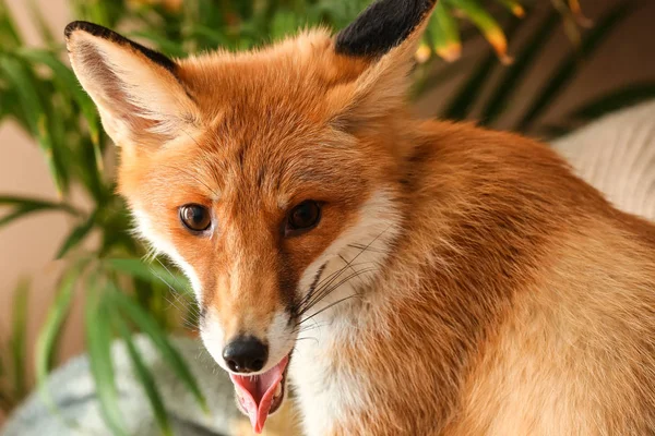 Ładny Zabawny Fox Domu — Zdjęcie stockowe