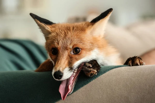 Ładny Zabawny Fox Kanapie Domu — Zdjęcie stockowe