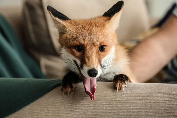 Mignon Renard Drôle Sur Canapé Maison — Photo