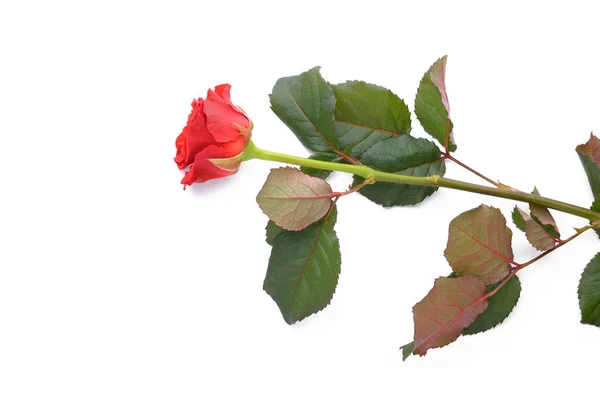 Beautiful Red Rose White Background — Stock Photo, Image