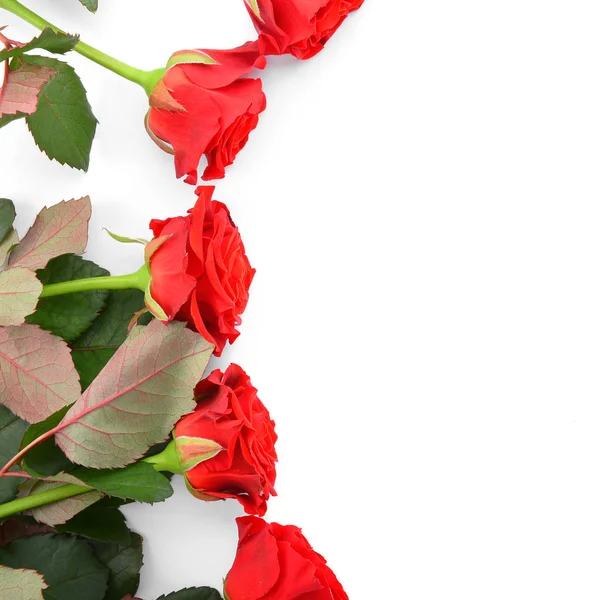 Schöne Rote Rosen Auf Weißem Hintergrund — Stockfoto