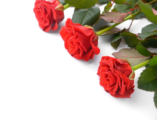 Beautiful Red Roses White Background — Stock Photo, Image