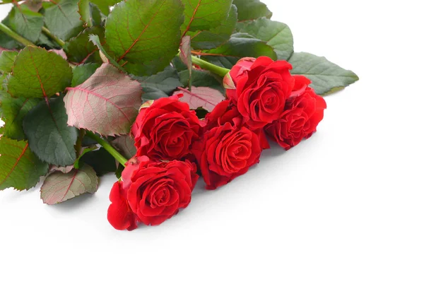 Beautiful Red Roses White Background Royalty Free Stock Images