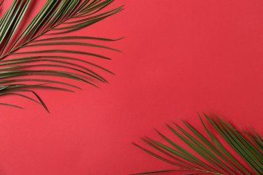 Yeşil palmiye yaprakları renk arka plan üzerinde