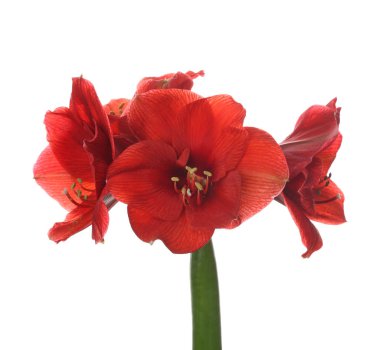 Beyaz arka plan üzerinde güzel tropik çiçekler