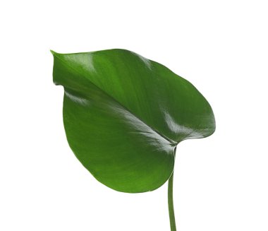 Beyaz arkaplanda yeşil tropikal yaprak