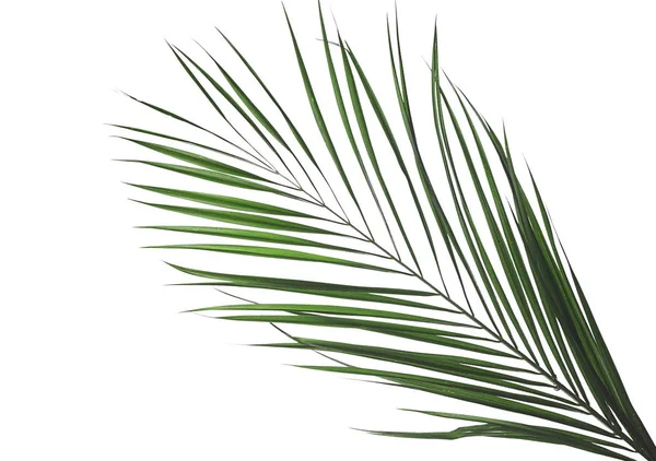 Green Palm Leaf White Background — Stock Photo, Image