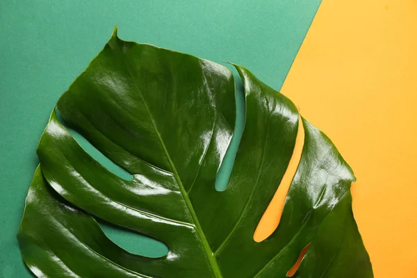 Green Tropical Leaf Color Background — Stock Photo, Image