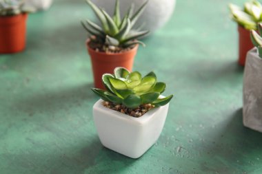 Yeşil bitki pot renk arka plan üzerinde