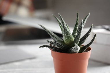 Yeşil bitki tencerede masa lambası, closeup üzerinde