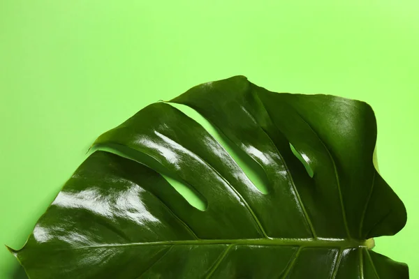 Foglia Tropicale Verde Sfondo Colore — Foto Stock