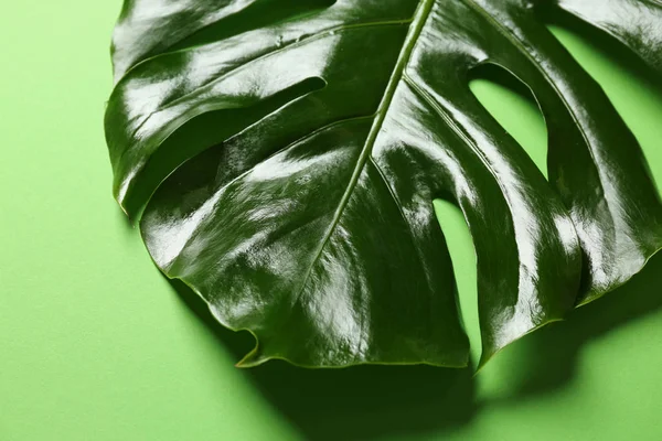 Gröna Tropiska Löv Färg Bakgrund — Stockfoto