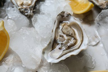 Masada buz ile lezzetli çiğ istiridye