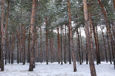 Güzel orman görünümünü kış gününde