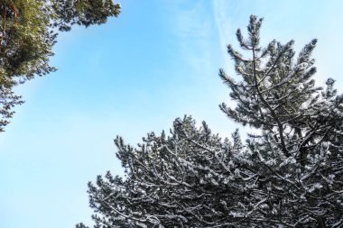 Ormandaki güzel karlı çam ağaçları