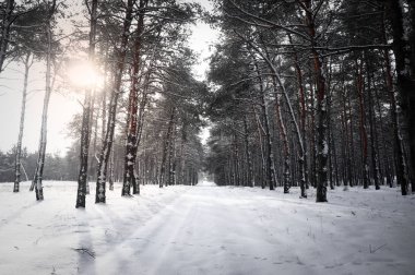 Güzel orman görünümünü kış gününde