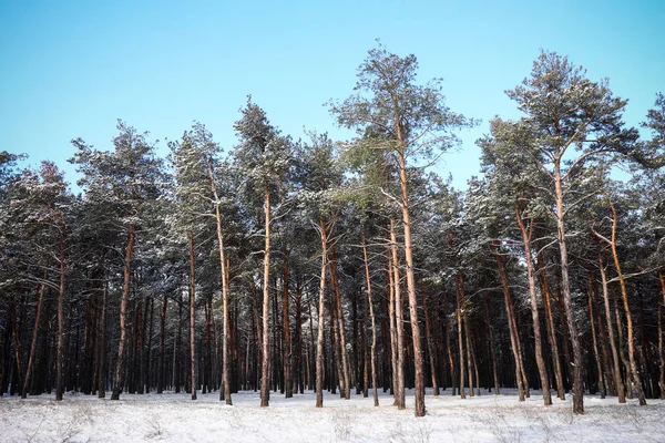 View Beautiful Forest Winter Day — Stock Photo, Image