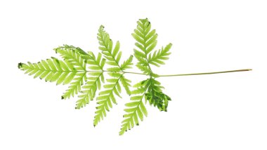 Beyaz arka plan üzerinde taze tropikal yaprak