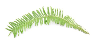 Beyaz arka plan üzerinde taze tropikal yaprak