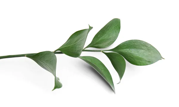 白い背景の上の新鮮なトロピカル葉 — ストック写真