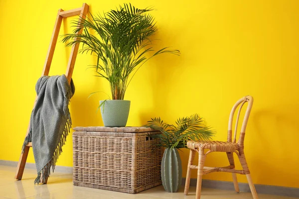 Planta Tropical Verde Con Muebles Cerca Pared Color — Foto de Stock