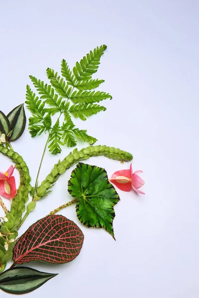 Composition Avec Des Feuilles Tropicales Fraîches Des Fleurs Sur Fond — Photo