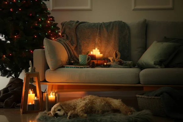 Cute Dog Sofa Burning Candles Room — Stock Photo, Image