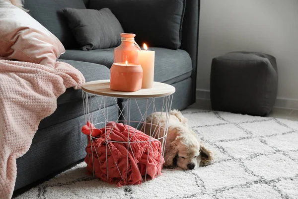 Cute Dog Table Burning Candles Room — Stock Photo, Image
