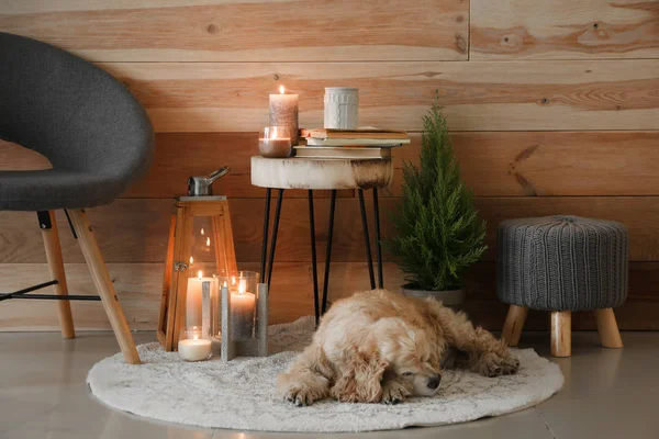 Cute Dog Sleeping Burning Candles Room — Stock Photo, Image