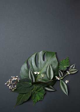 Taze tropikal ile kompozisyon gri arka plan üzerinde bırakır