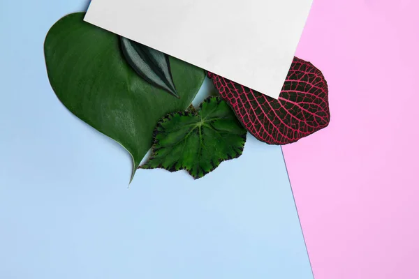 空白のカード 色の背景上新鮮な熱帯の葉のコンポジション — ストック写真
