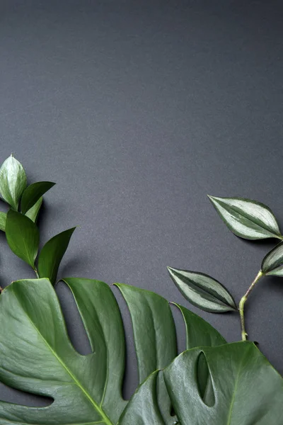 Fresh Tropical Leaves Grey Background — Stock Photo, Image