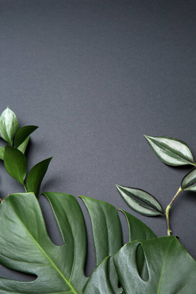 Fresh tropical leaves on grey background