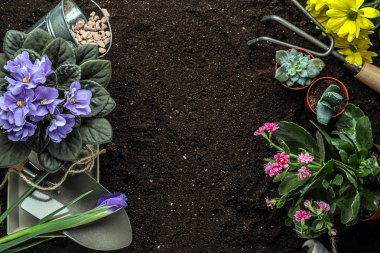 Farklı taze bitki toprak Bahçe aletleri ile