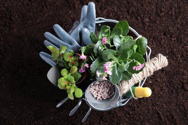 Bucket Gardening Supplies Fresh Plants Soil — Stock Photo, Image