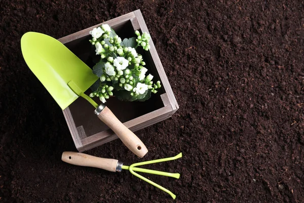 Wooden Box Plant Gardening Tools Soil — Stock Photo, Image