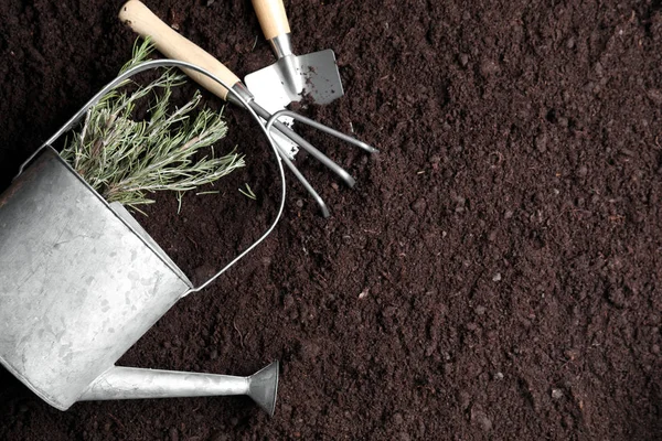 新鲜迷迭香与浇水罐和园艺工具在土壤上 — 图库照片