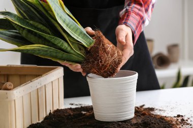 Taze bitki tablo repotting kadın
