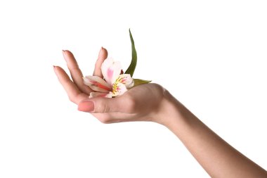 Güzel tutan el Beyaz arka plan üzerinde çiçek