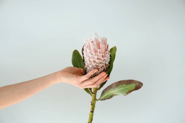 Açık renkli tropikal çiçek tutan el