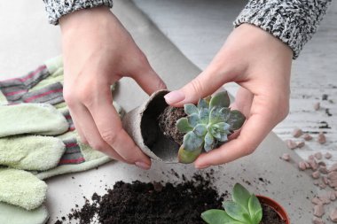 Tablo, closeup taze bitki repotting kadın