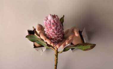 Yırtık ışık kağıt ve eller güzel çiçek